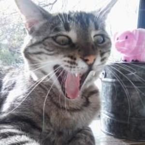 Meet your Posher, Gretchen